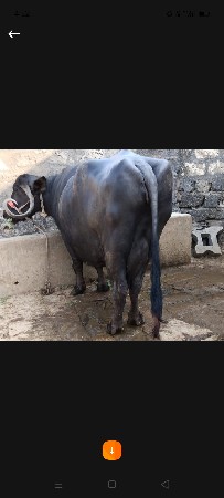 ભેંસ વેચવાની છે