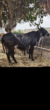 ગાય ગીર ક્રોશ  sf જર્સી