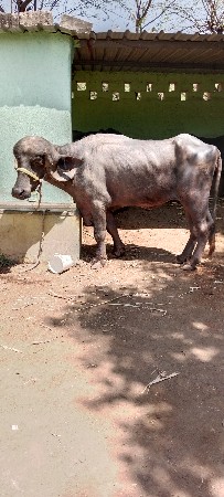 थंबनेल 2