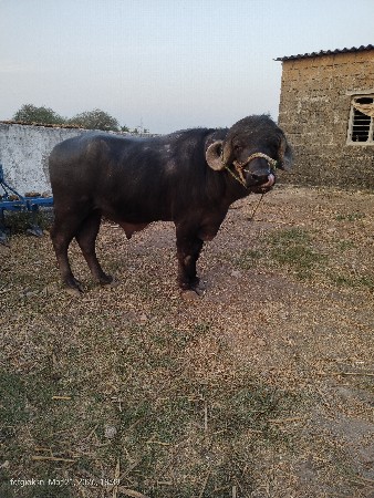 પાડો વેચવાનો છે