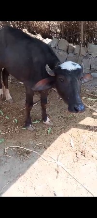 9723197610 ફોન કરો