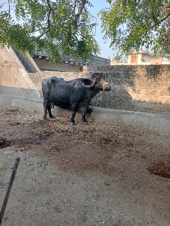 થંબનેલ 2