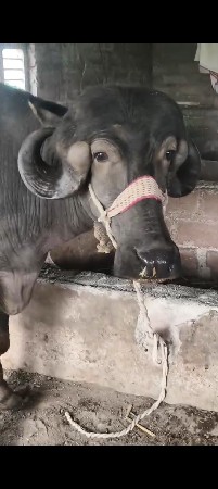 જાફરી ખડાય