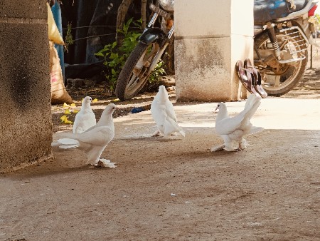 કબૂતર ના બચા વેચવાના છે.