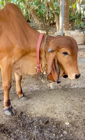 થંબનેલ 3