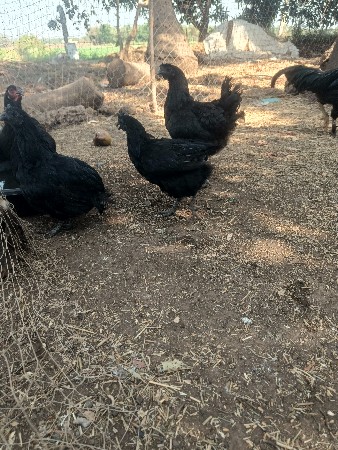 થંબનેલ 3