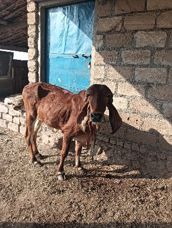 थंबनेल 2