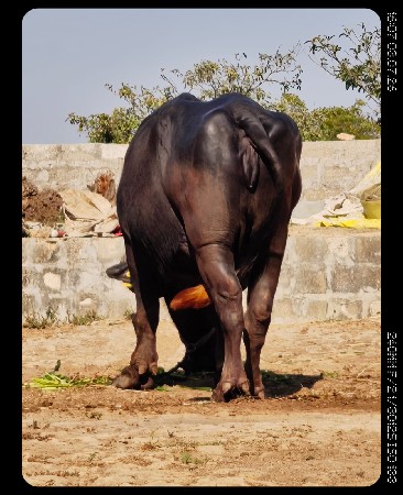 थंबनेल 2