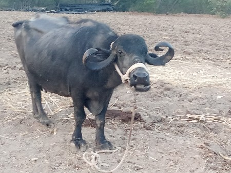 थंबनेल 3