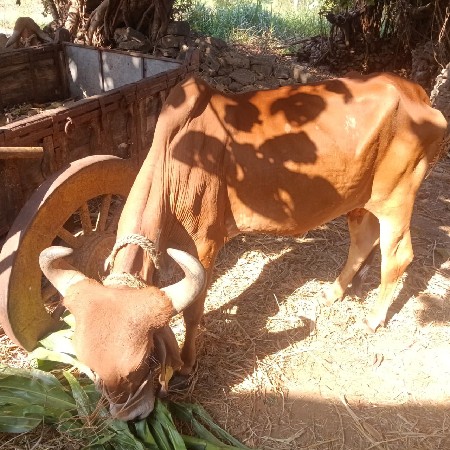 આ ગાય વેસવાની છે.
