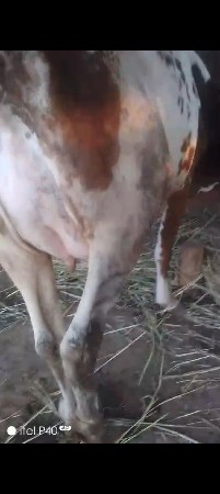 થંબનેલ 3