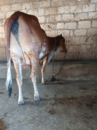 ગાય વેચવાની છે