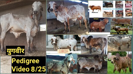 થંબનેલ 2