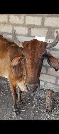 ગાય ગીર ક્રોસ