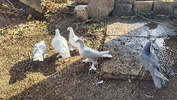 kabutar vecha vana che  4