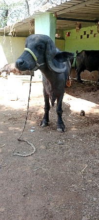 ખડેલી વેસવા ની સે