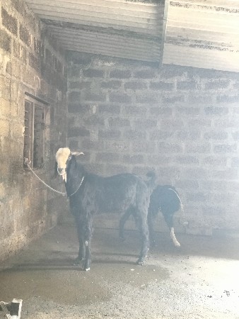 એક મોટો બકરો બે વર્ષ