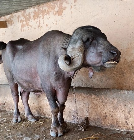 થંબનેલ 2