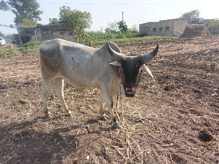 ગોઢલા વેચવાના છે