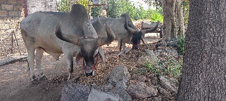 બળદ વેશવાના છે