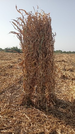 જુવાર ની નીરણ વેચવાની છે