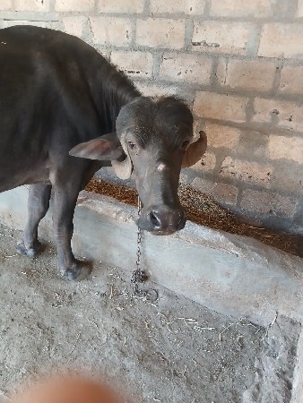 1વેતર. 5 6 લિટર દુધ