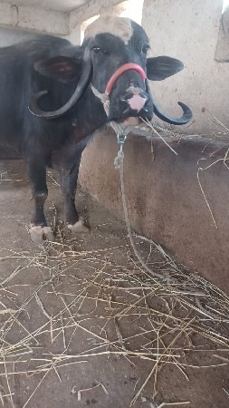 ભેંસ વેચવાની છે