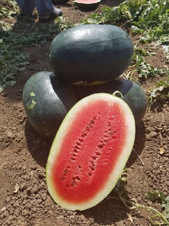 થંબનેલ 2