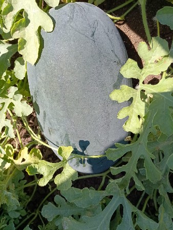 થંબનેલ 3