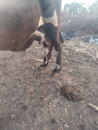 થંબનેલ 2