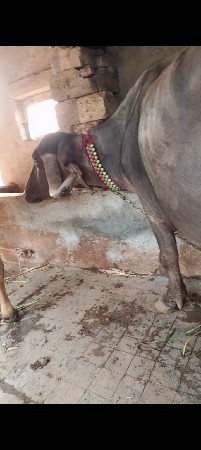 ભેંસ વેચવાની છે