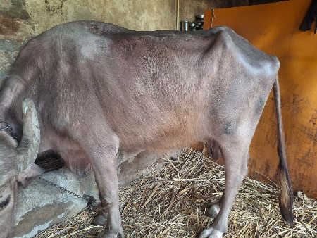 થંબનેલ 3