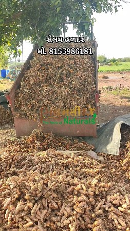 હળદરનું બિયારણ વેચવાનું છે