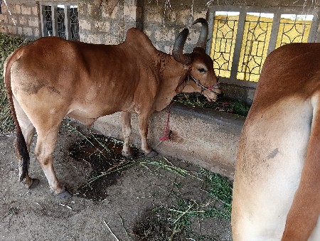 બરદ ફૂલ જવાબ જારી થી આપ ના છે