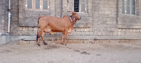 थंबनेल 3