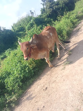 थंबनेल 2