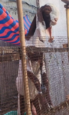 Rajasthani bakri ne bachli