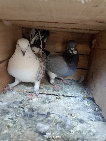 थंबनेल 2