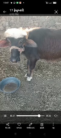 ડોઢવરશની પાડી વેચવાની છે