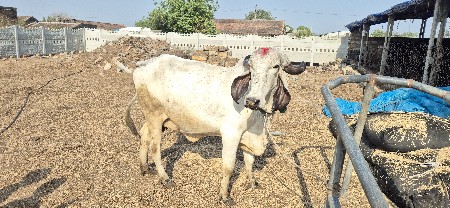 થંબનેલ 3