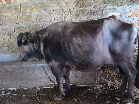 થંબનેલ 3