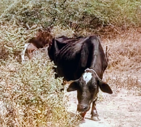 ગીર ક્રોસ વેચવાની છે