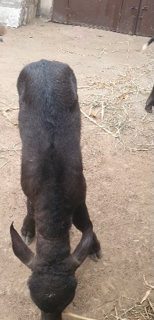 थंबनेल 3