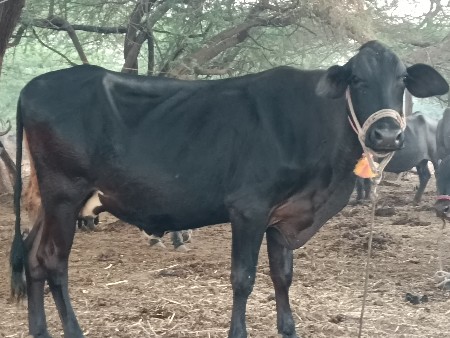 थंबनेल 3