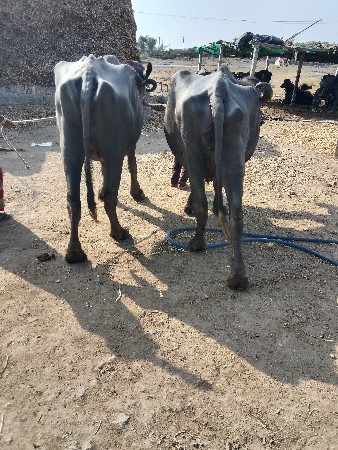 બે ખડેલા વેચવાના છે