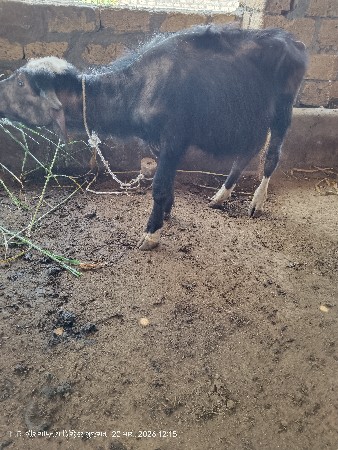 થંબનેલ 2