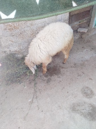 એક ઘેટો છે દોઢ વર્ષનો લંબાઈ ઊંચાઈ