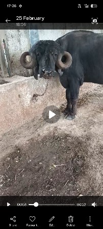 પેલું વેતર