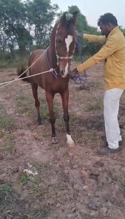 थंबनेल 2