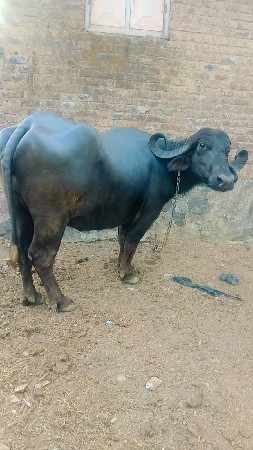 थंबनेल 2